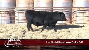 Lot #3 - MILLARS LUKE DUKE 349