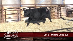 Lot #6 - MILLARS DUKE 329