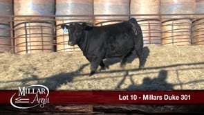 Lot #10 - MILLARS DUKE 301