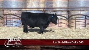 Lot #9 - MILLARS DUKE 345