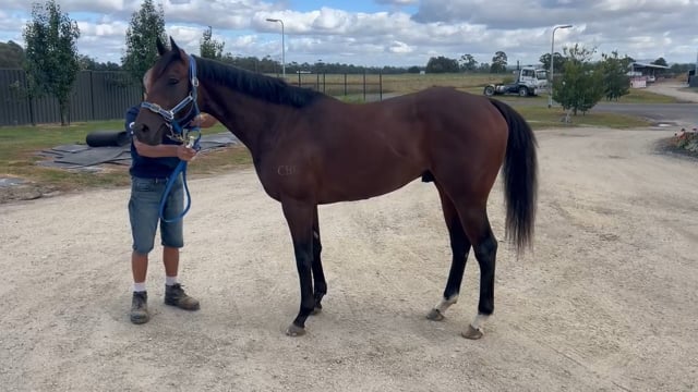 Russian Revolution x Crimson And Clover Colt - Peter Moody comments