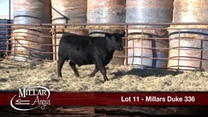 Lot #11 - MILLARS DUKE 336