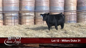 Lot #12 - MILLARS DUKE 31