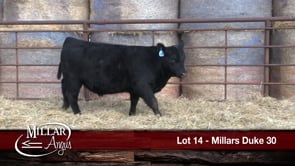 Lot #14 - MILLARS DUKE 30