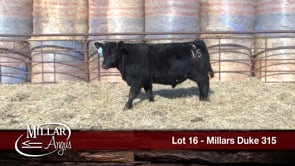 Lot #16 - MILLARS DUKE 315