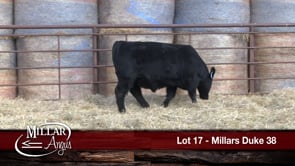 Lot #17 - MILLARS DUKE 38