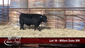 Lot #19 - MILLARS DUKE 309
