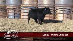 Lot #20 - MILLARS DUKE 356