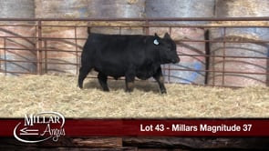 Lot #43 - MILLARS MAGNITUDE 37