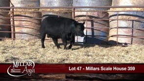 Lot #47 - MILLARS SCALE HOUSE 359