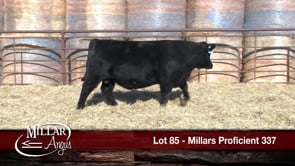 Lot #85 - MILLARS PROFICIENT 337