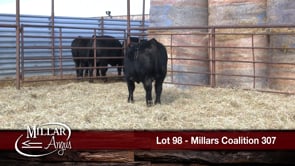Lot #98 - MILLARS COALITION 307