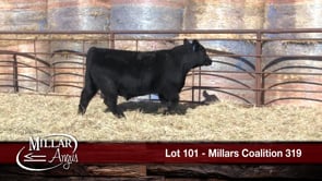 Lot #101 - MILLARS COALITION 319