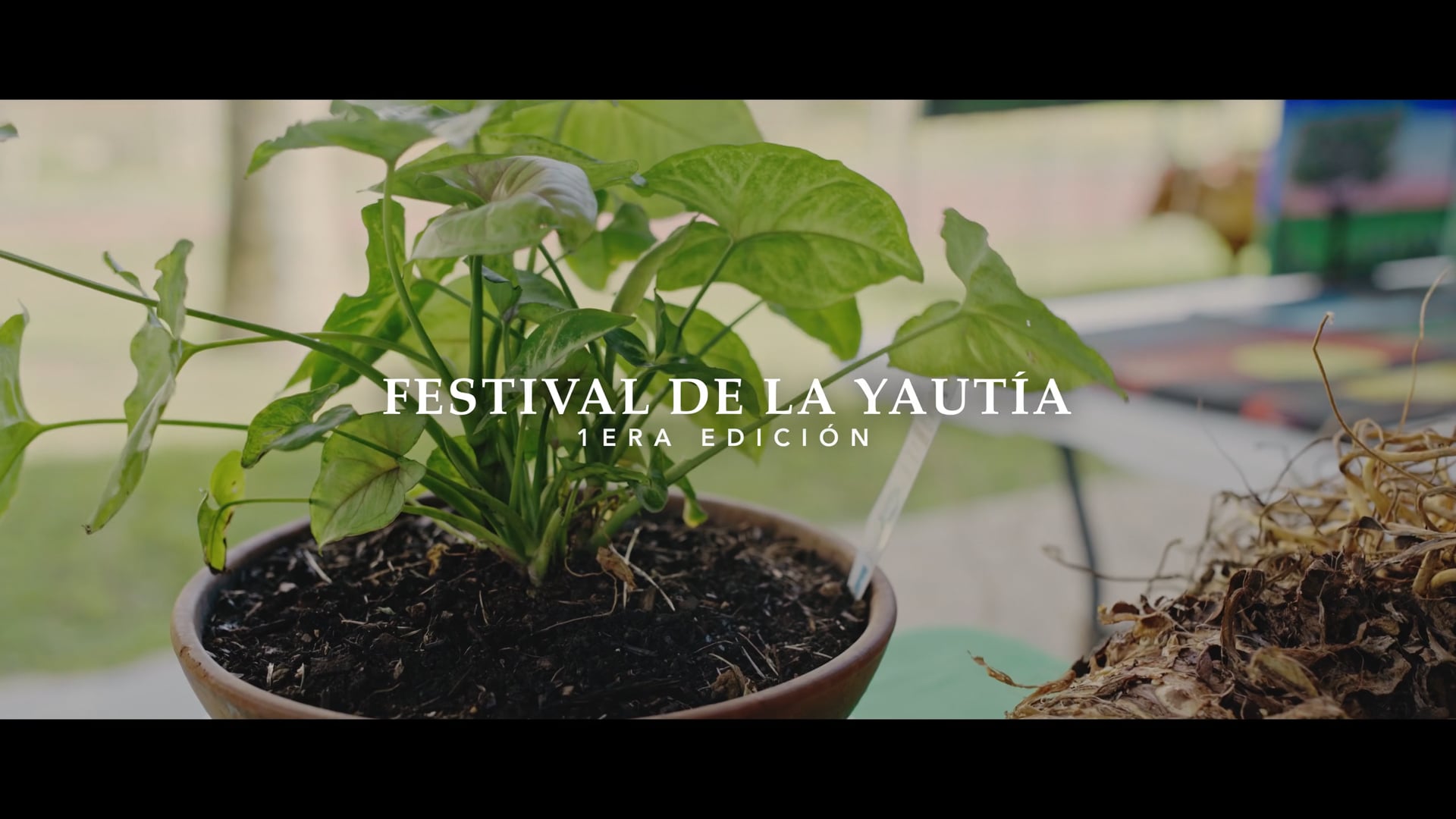 1er Festival de la Yautía | Municipio de Camuy