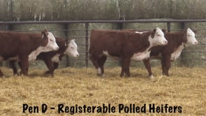 Lot #202 - HYALITE RESOURCE 774 / R MISS BONANZA 194