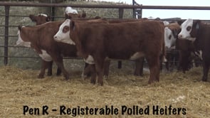 Lot #200 - UPS 7616 SENSATION 0538 / R MISS LEADER 171
