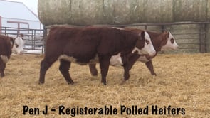 Lot #231 - 77 BOOMER D256 36A 4G / GR MISS REVOLUTION 1026
