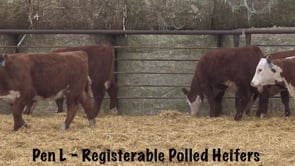 Lot #201 - ECR 173D ENDURE 8111 / R MISS VALOR 1251
