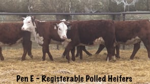 Lot #211 - HYALITE COMPLETE 736 TWIN / R MISS 4EVER 3239