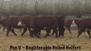 Lot #212 - BAR JZ SHOCKWAVE 411F / R MISS NEW YORK 047 {DOD}