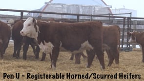 Lot #305 - R BONANZA 4164 / R MISS SPARTAN 1828 {DOD}