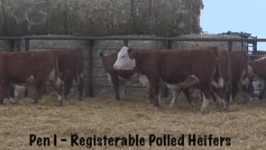 Lot #208 - HYALITE COMPLETE 736 TWIN / R MISS DURANGO 2158