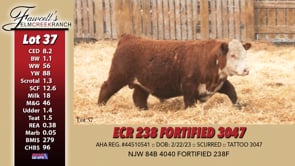 Lot #37 - ECR 238 FORTIFIED 3047