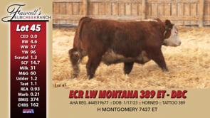 Lot #45 - ECR LW MONTANA 389 ET