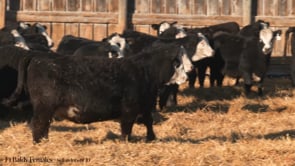 Lot #A - F1 Baldy Yearling Heifers