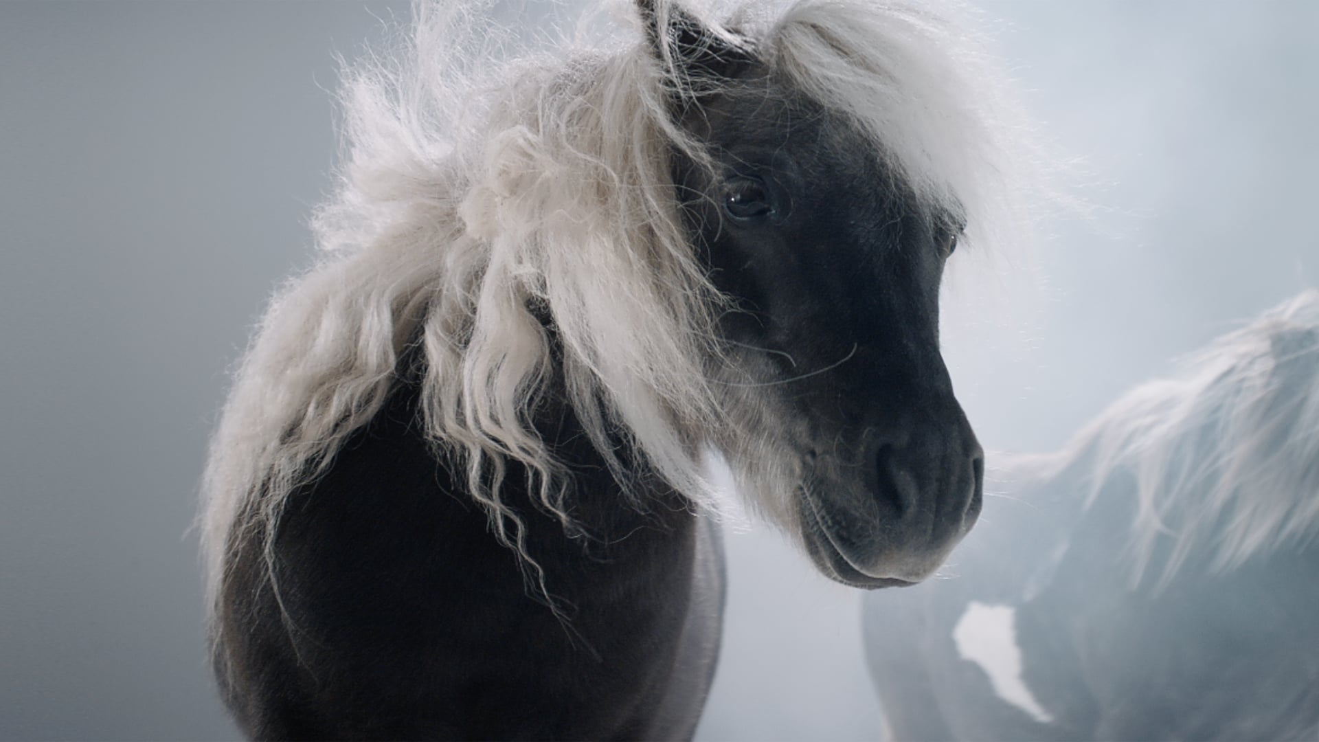 Iphone 15 — Launch Film DC