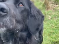 Roo Video