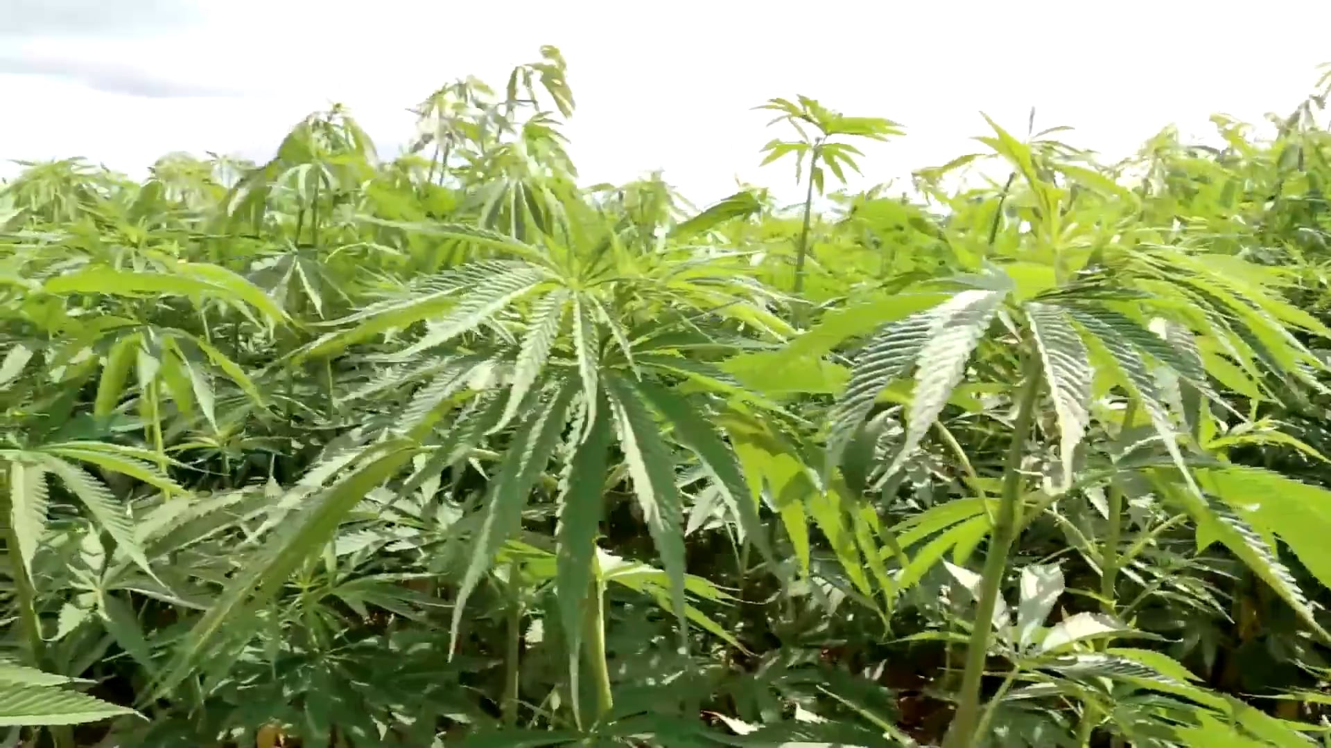 https://i.vimeocdn.com/video/1795035137-6b0db5bf79ac1fbd7f1abcbbb971638c7c99d79581dd28e0883cacef503b146f-d