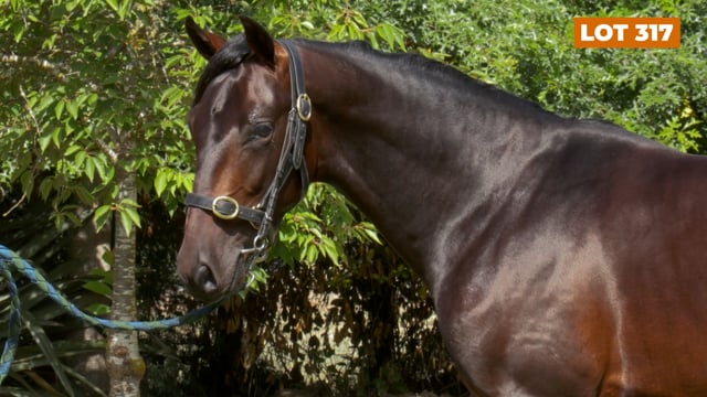 Lot 317