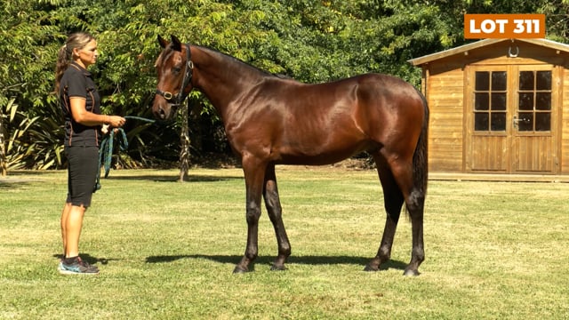 Lot 311