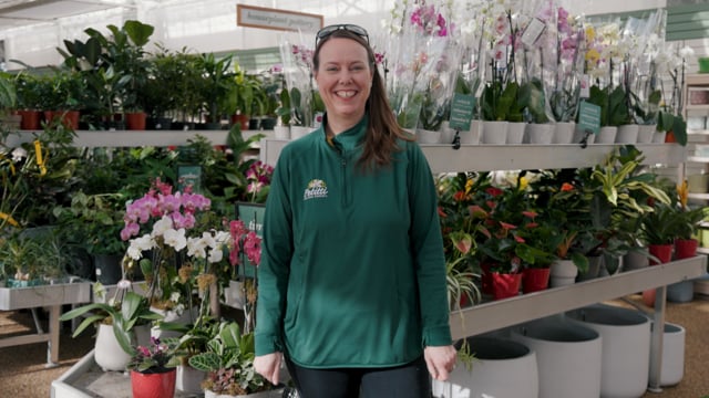 Pet Friendly Houseplants