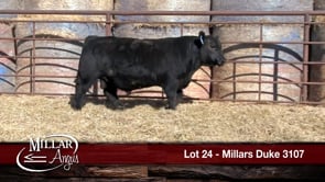 Lot #24 - MILLARS DUKE 3107