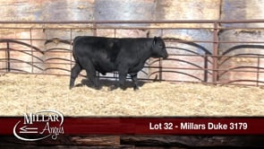 Lot #32 - MILLARS DUKE 3179