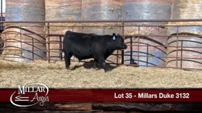 Lot #35 - MILLARS DUKE 3132