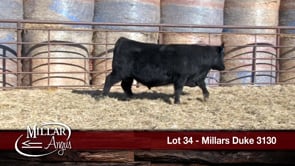 Lot #34 - MILLARS DUKE 3130