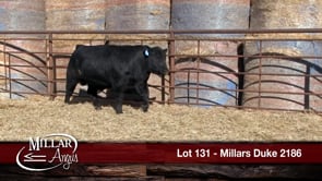 Lot #131 - MILLARS DUKE 2186