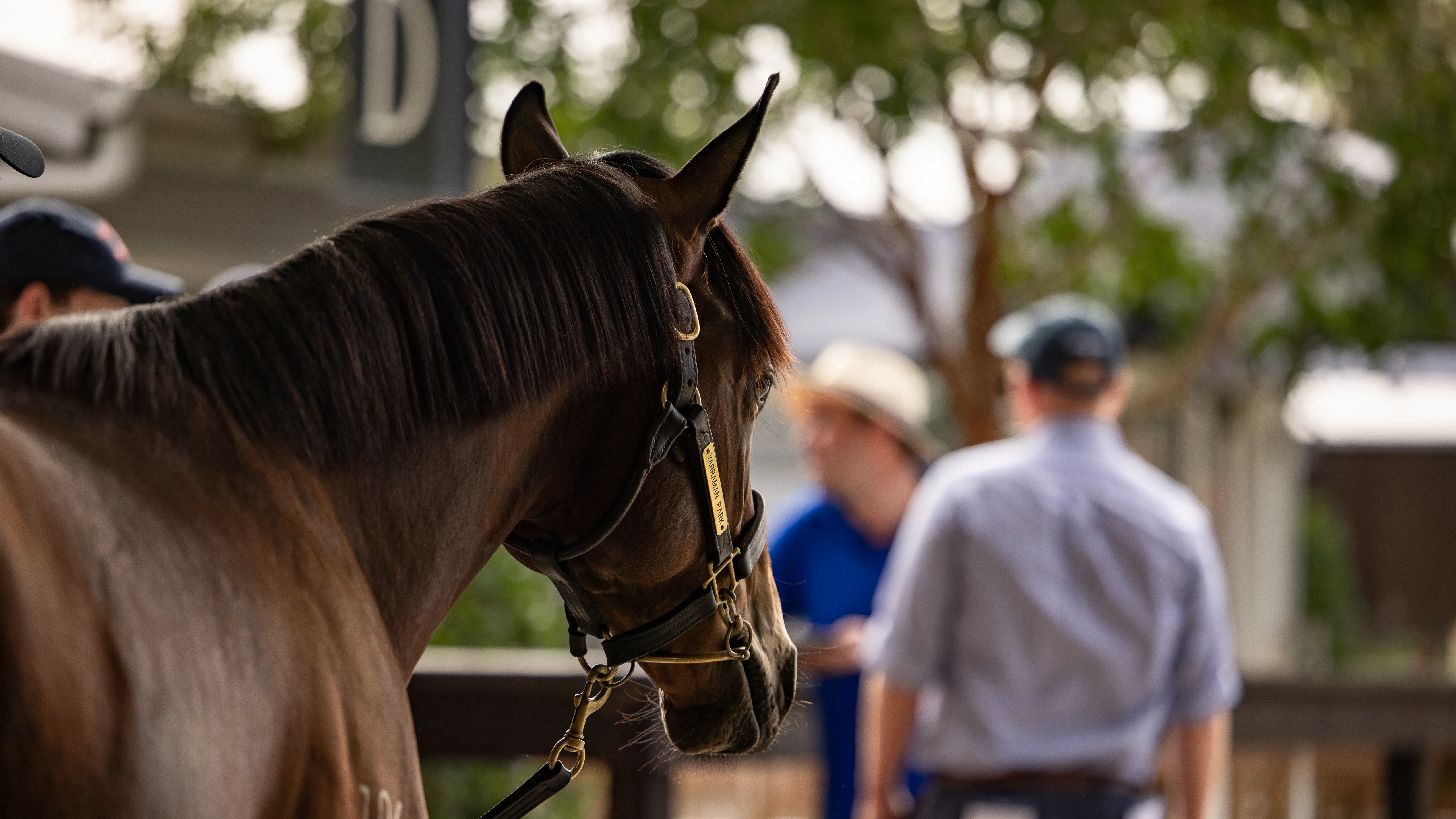 Inglis TV 2024 Inglis Classic Yearling Sale Preview on Vimeo