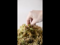 Musgo Sphagnum Moss 100 Gramos Sanitizado