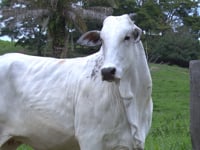 Lote 40