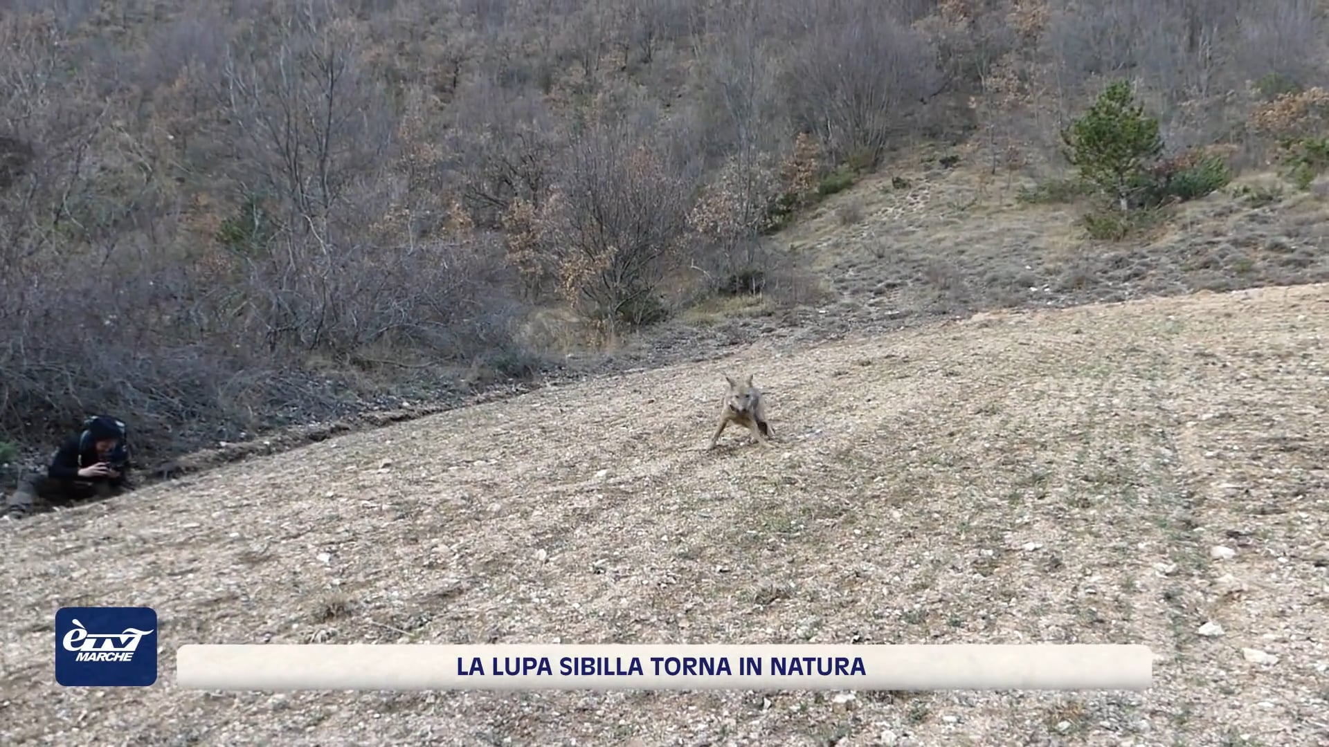 La lupa Sibilla torna tra le montagne dopo le cure - VIDEO 