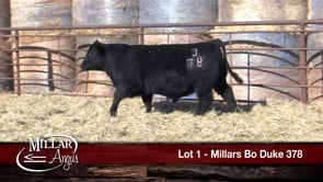 Lot #1 - MILLARS BO DUKE 378