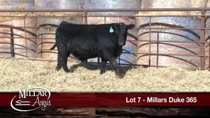 Lot #7 - MILLARS DUKE 365
