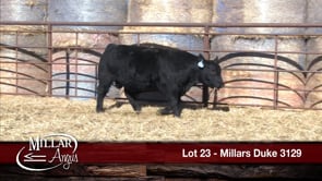 Lot #23 - MILLARS DUKE 3129