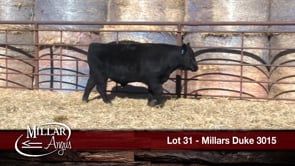 Lot #31 - MILLARS DUKE 3015