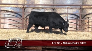 Lot #33 - MILLARS DUKE 3176