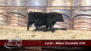 Lot #81 - MILLARS CONSTABLE 3134